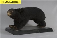 臺灣黑熊藏品圖，第9張